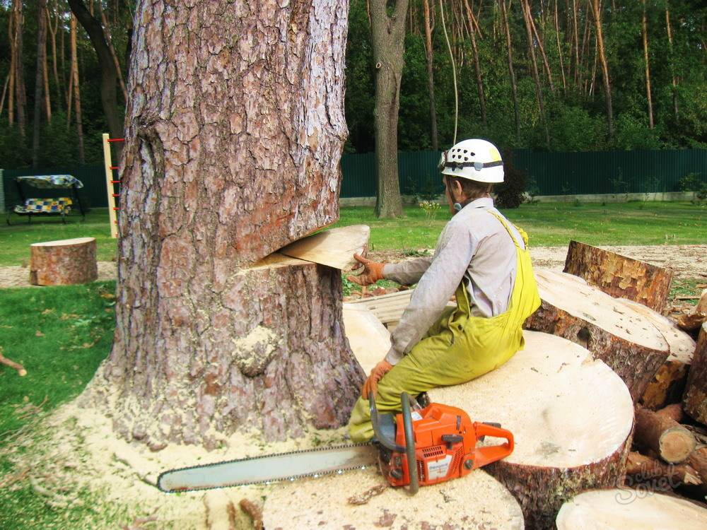 Как пилить бензопилой деревья правильно и ровно? советы по резке дерева от лесопилов +видео