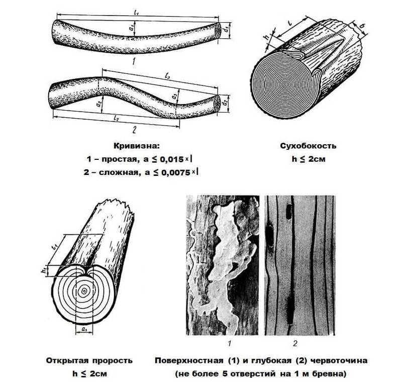 Различные пороки древесины с которыми можно столкнуться в процессе заготовки