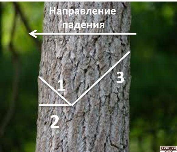 Как правильно осуществить спил деревьев