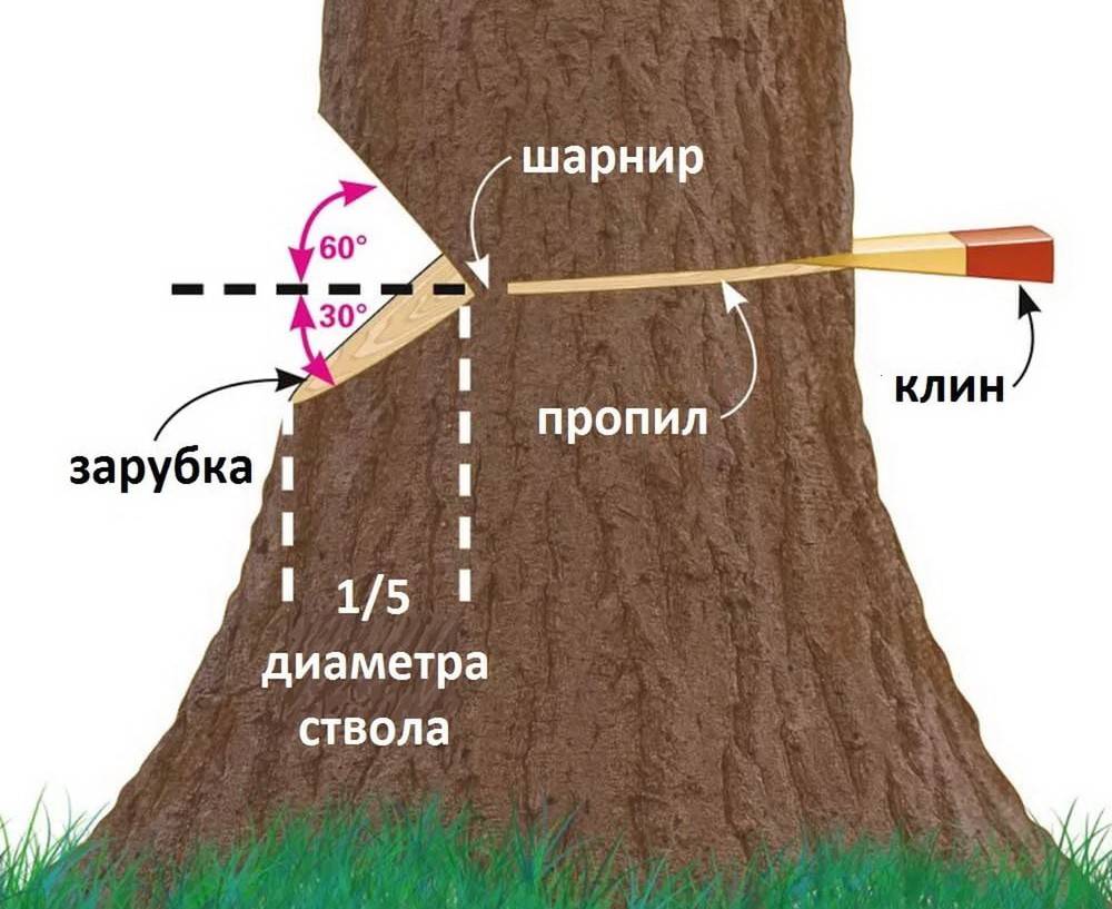 Как правильно спилить дерево на участке?
