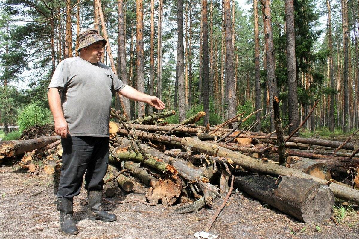 Можно ли пилить валежник в лесу на дрова 2022 | ndfl63.ru