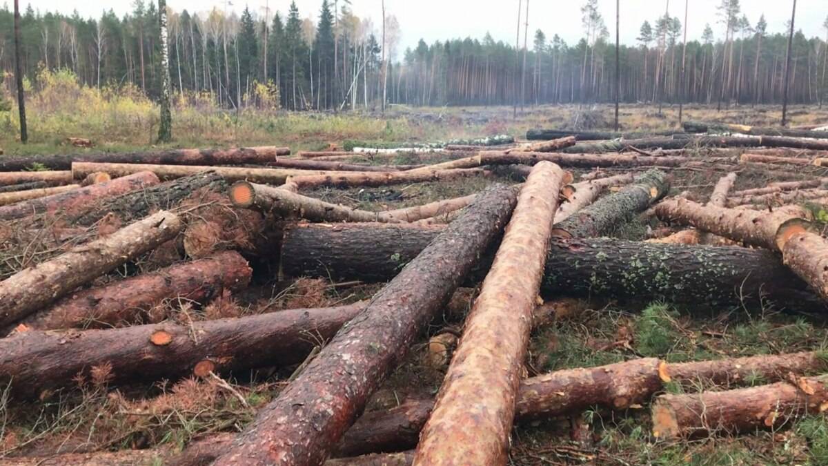 Вырубка деревьев и кустарников на землях сельхозназначения. можно ли рубить лес на собственном участке