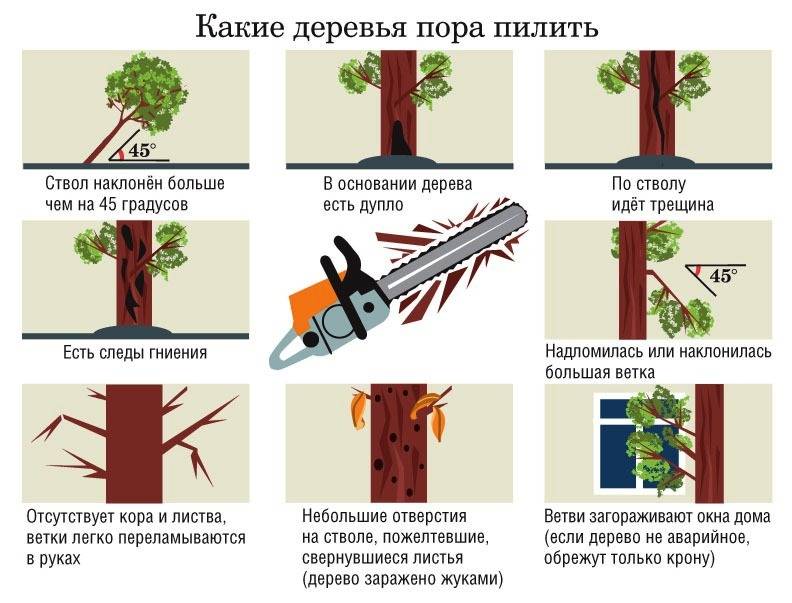 Как спилить дерево, не нарушая закон