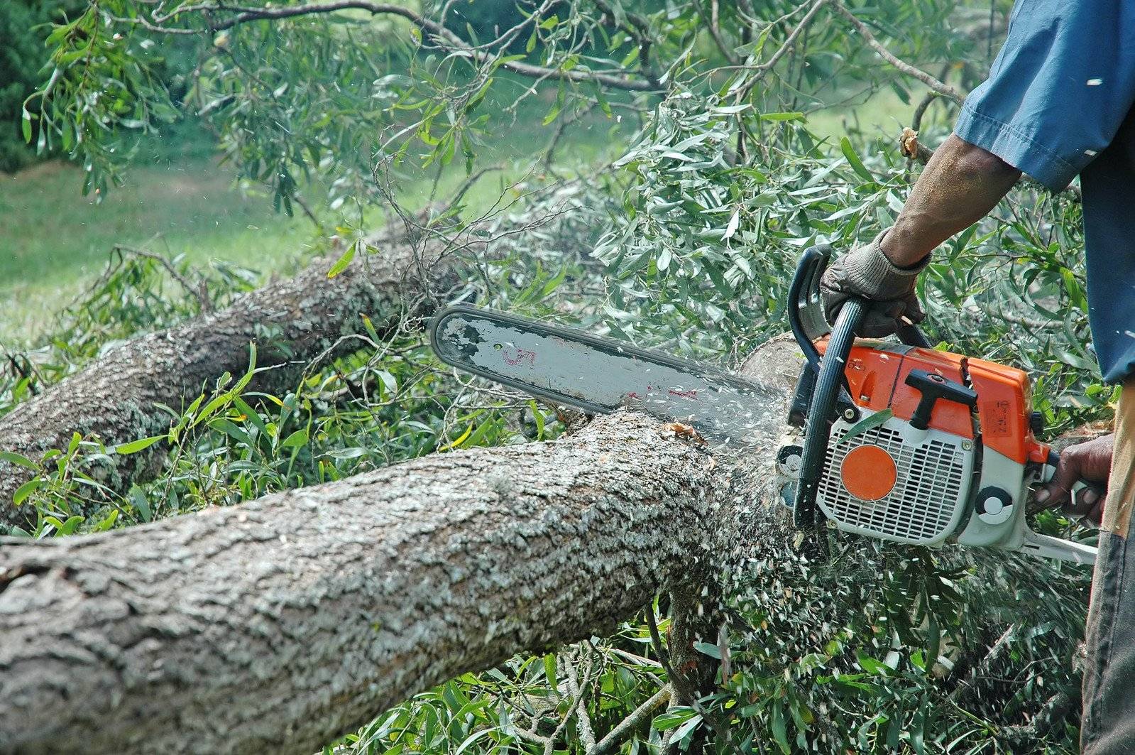 Saw trees. Бензопила дерево. Спил дерева бензопилой. Спиливание кустарников и деревьев. Спилить дерево бензопилой.