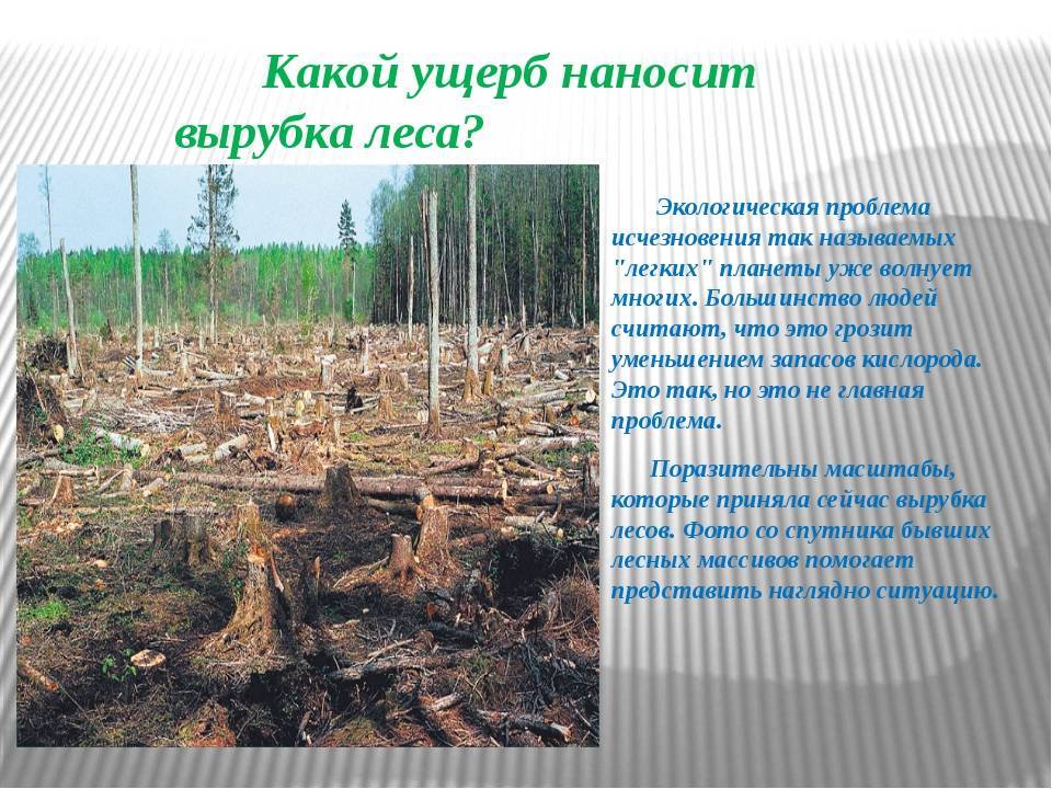 Лес на землях сельхозназначения » "лесной регион" - отраслевая газета северо-запада россии