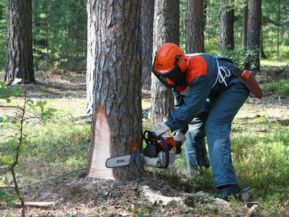 Спилить дерево во дворе многоквартирного дома: можно или нельзя, а также, как это сделать и есть ли штраф за вырубку деревьев на придомовой территории?