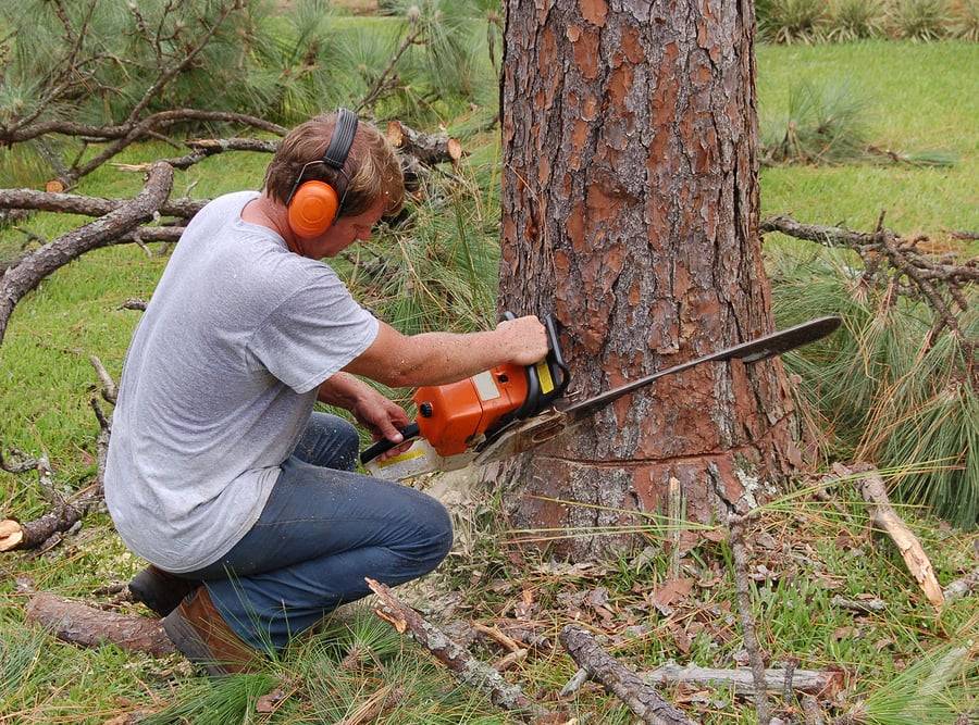 Разбираемся, как правильно спилить дерево бензопилой: техника и советы