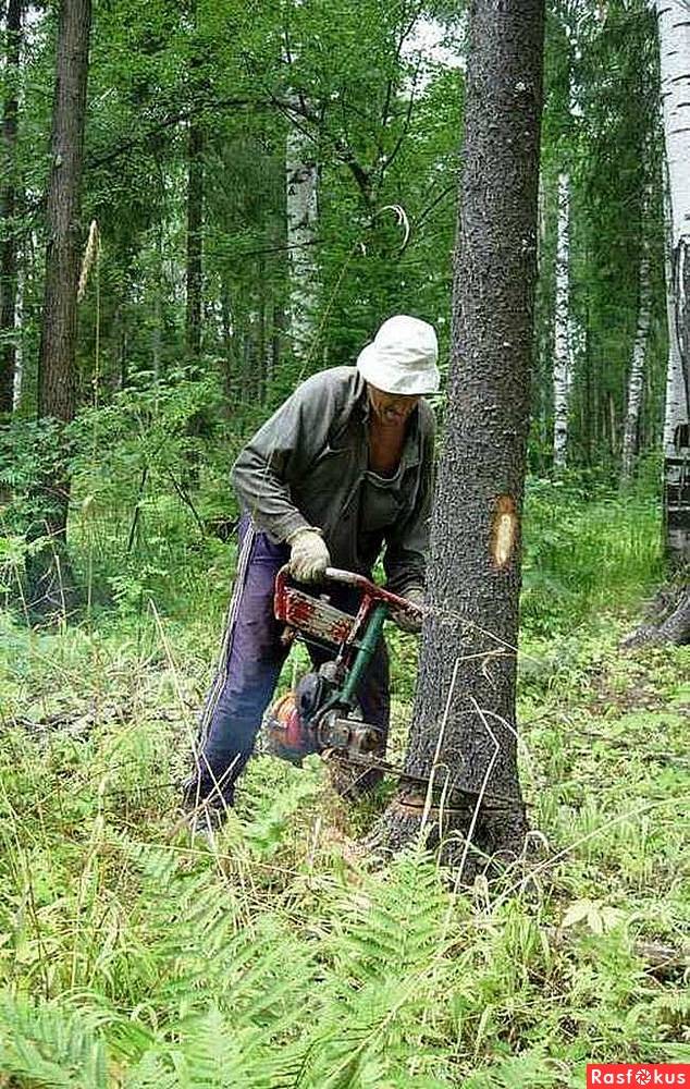 «закон о сборе валежника» в 2020 году