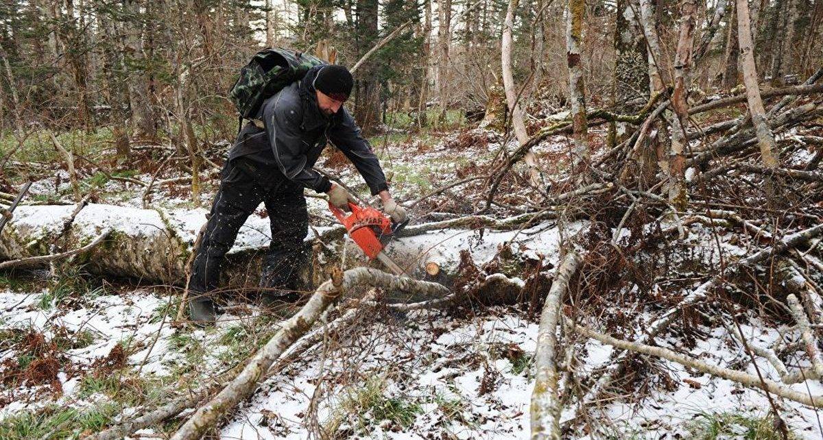 Фото валежника в лесу