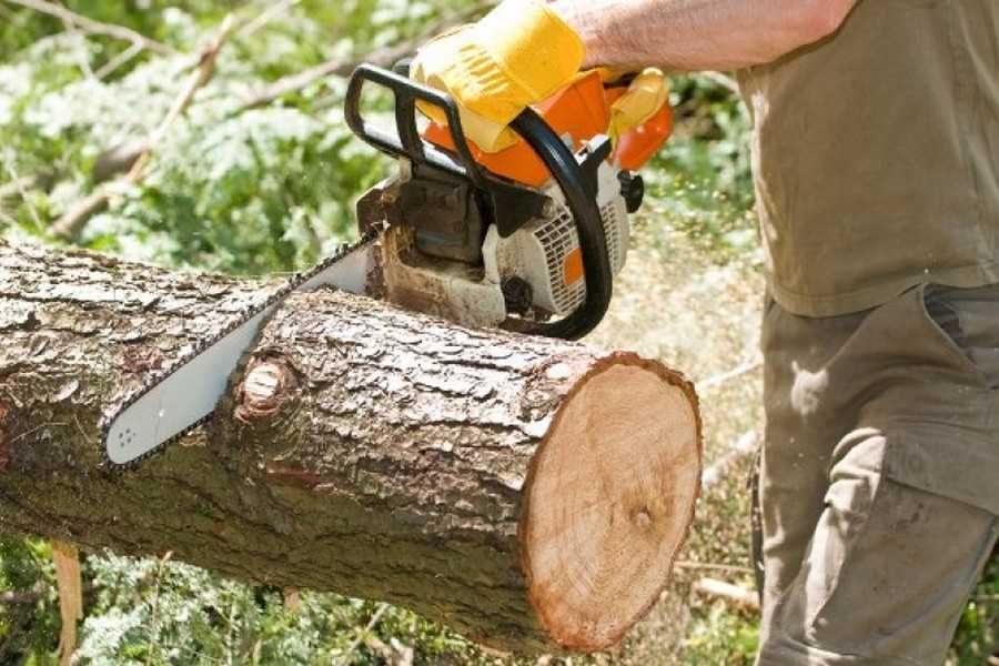 Инструкция о том, как свалить дерево при помощи бензопилы