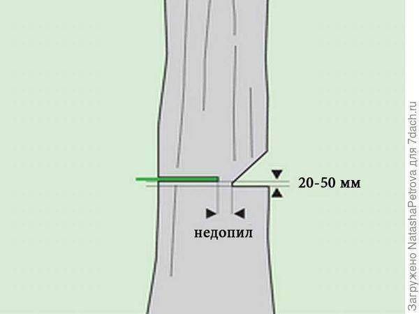 Как правильно спилить высокое дерево с наклоном. как правильно спилить дерево и завалить его в нужном направлении