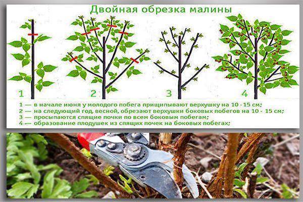 Малиновое дерево: посадка и уход, выращивание, обрезка на зиму. дерево малина: как посадить и ухаживать