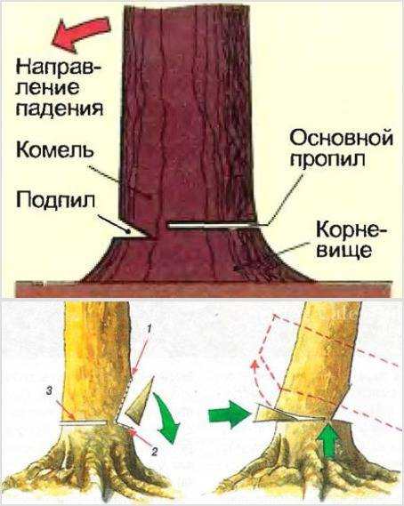 Как правильно спилить дерево в нужном направлении • evdiral.ru