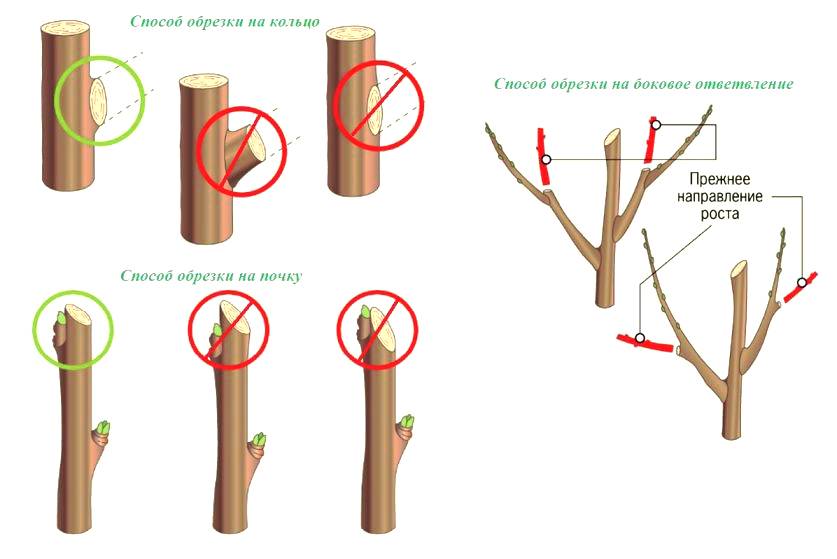 Как правильно обрезать деревья и зачем это делать
