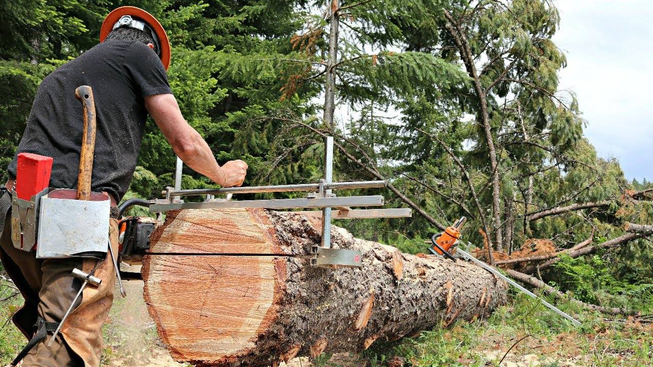 Можно ли пилить упавшие деревья в лесу без разрешения в 2021 году