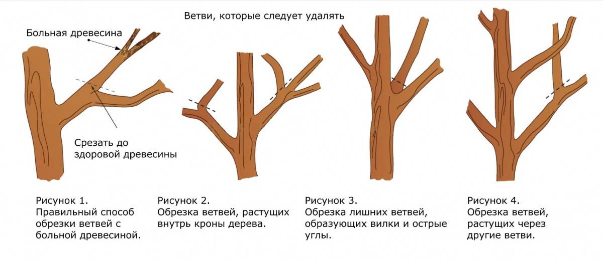 Виды обрезки дерева - московская школа ухода за деревьями «здоровый лес»