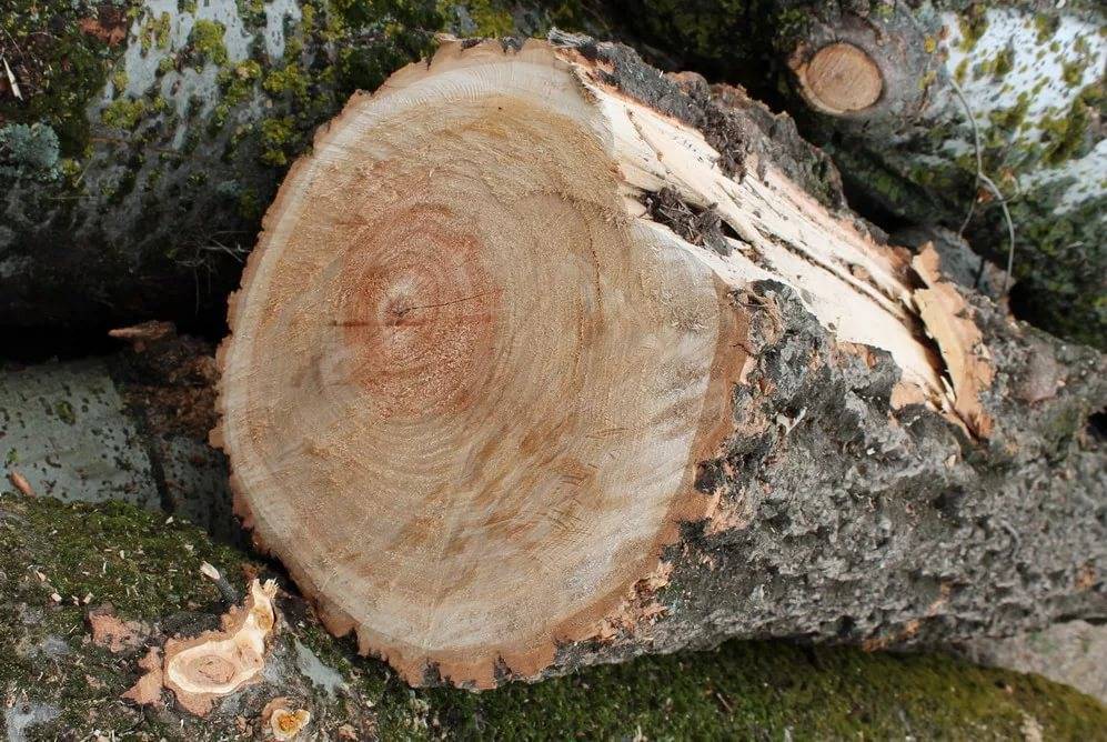Пороки древесины. справочник мастера столярно-плотничных работ