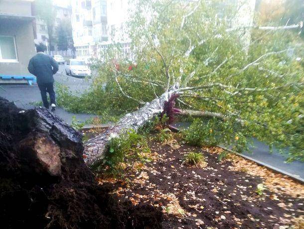 Самовольная вырубка деревьев на придомовой территории: штраф за спил и посадку деревьев на своем участке