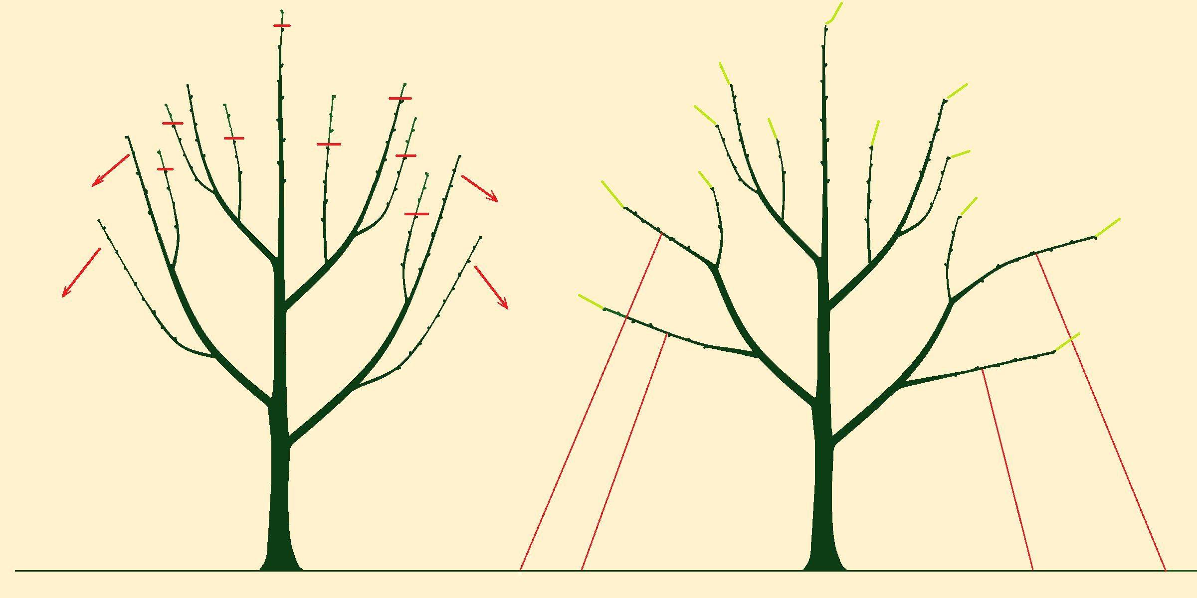 Как самостоятельно обрезать ветки деревьев: пошаговое руководство по обрезке