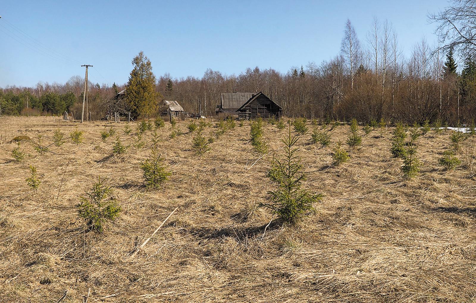 Вырубка леса на землях сельхозназначения судебная практика