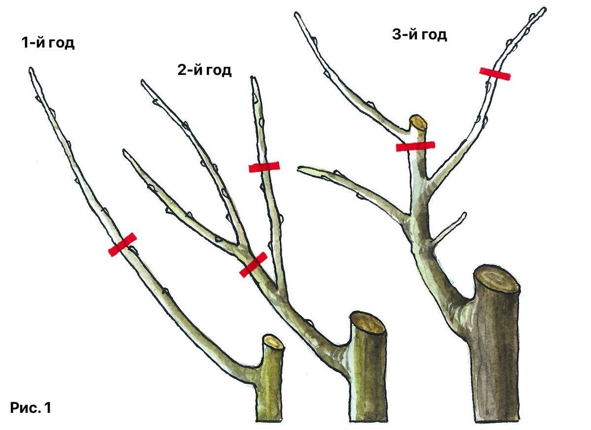 Как обрезать деревья
