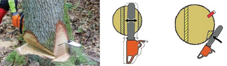 Правильно спилить дерево бензопилой в нужном направлении схема