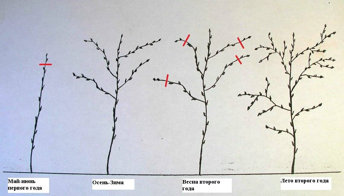 Малиновое дерево – посадка и уход видео необычного растения