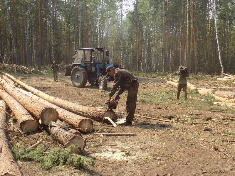 Можно ли пилить лес на землях сельхозназначения