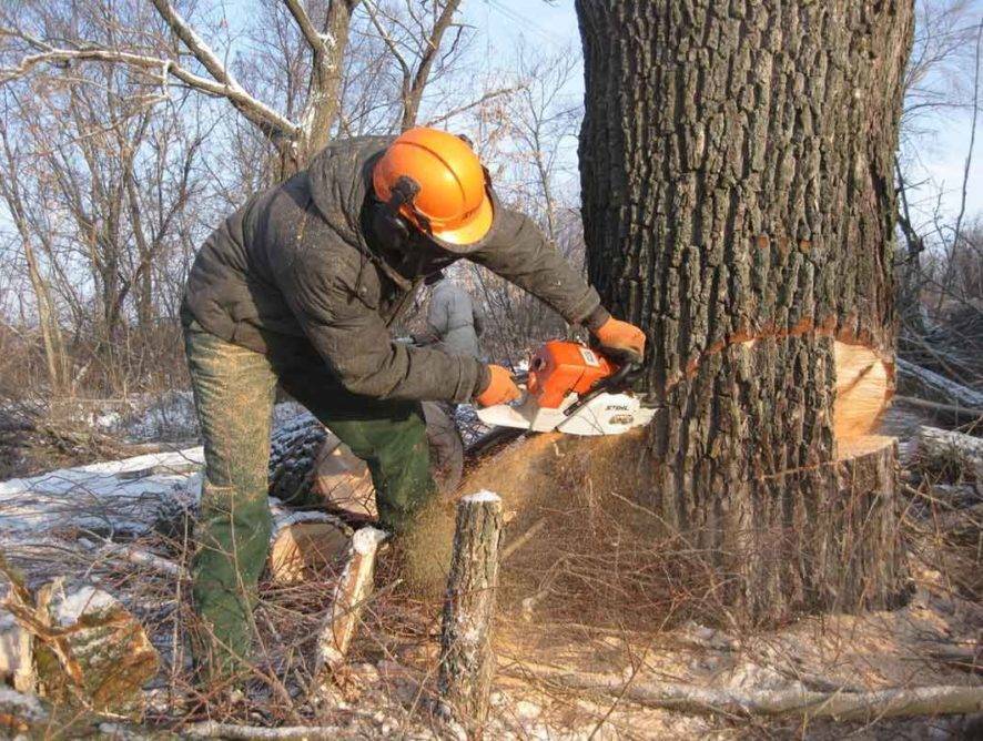 Можно ли пилить упавшие деревья в лесу без разрешения в 2021 году | юркорпус