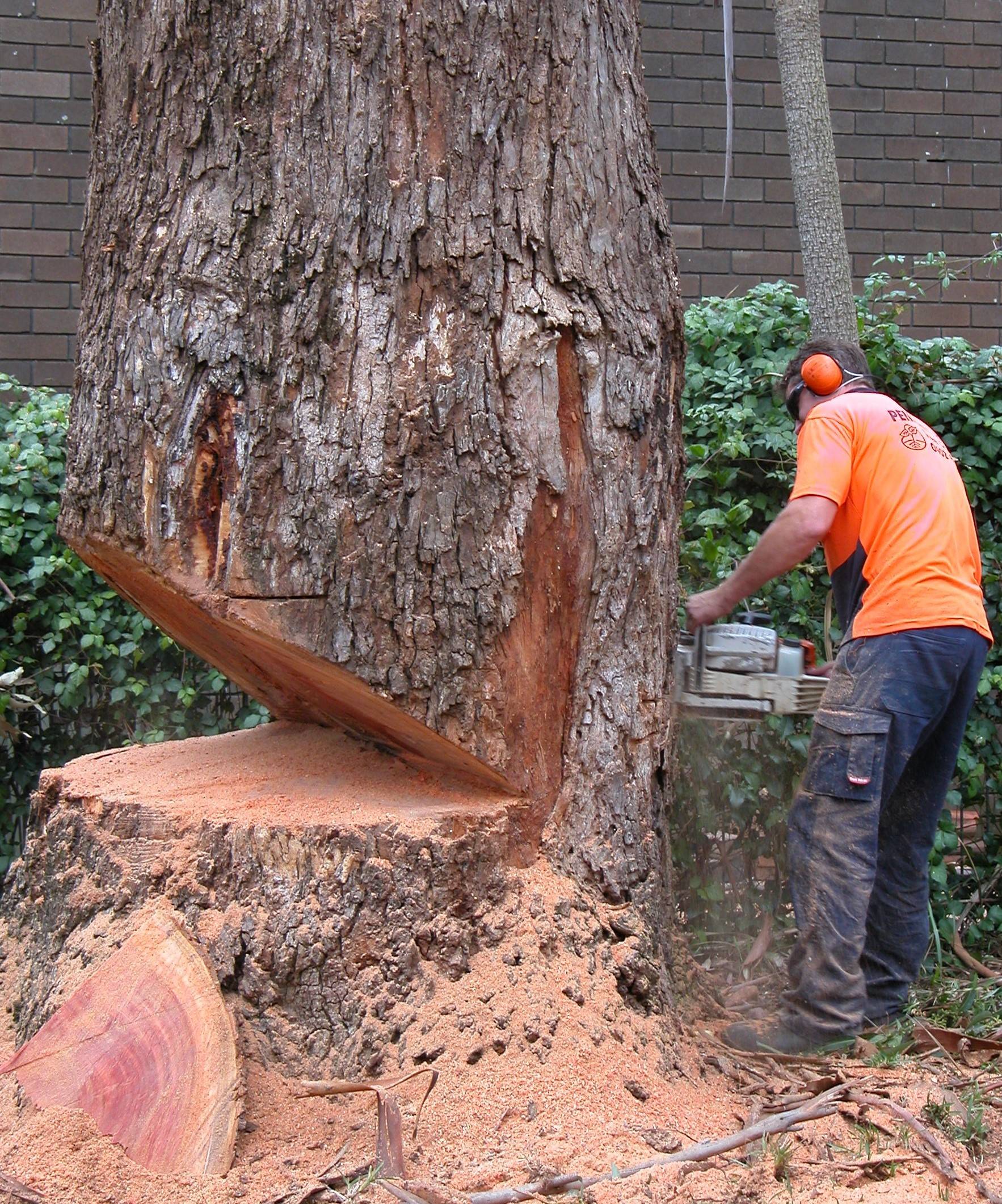 Как правильно спилить дерево - можно ли сделать это самому и куда обращаться?